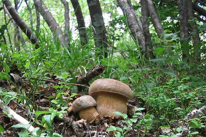  Image name: 277 Porcino.jpg 
 width: 700 pixel 
 height: 467 pixel 
 Size: 42112 bytes 
 Click to enlarge 